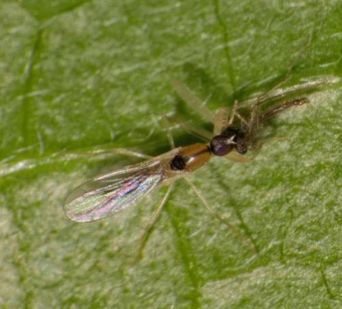 Réf. 359 156 : Hemerodromia sp.